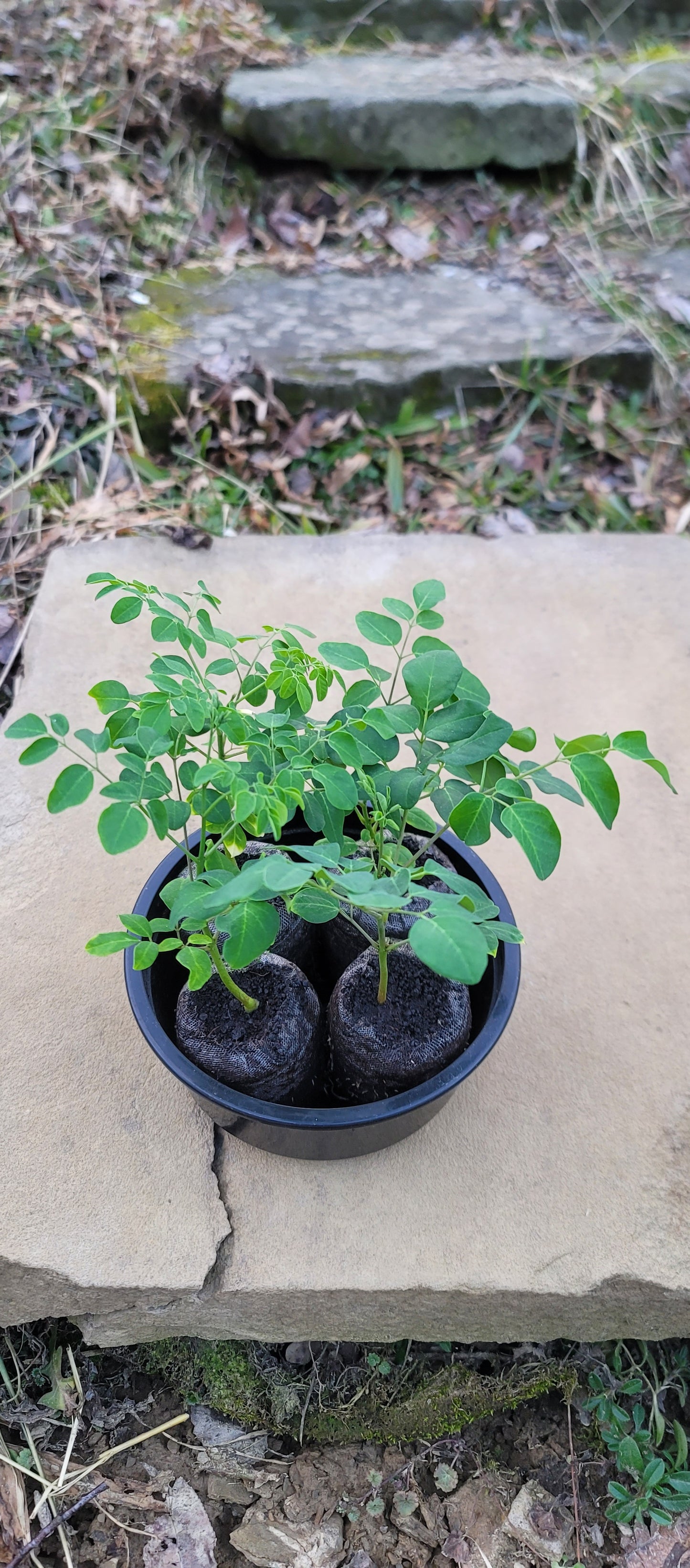 Dwarf Moringa Oleifera Tree Seedlings PKM-1 (2 Per Order)