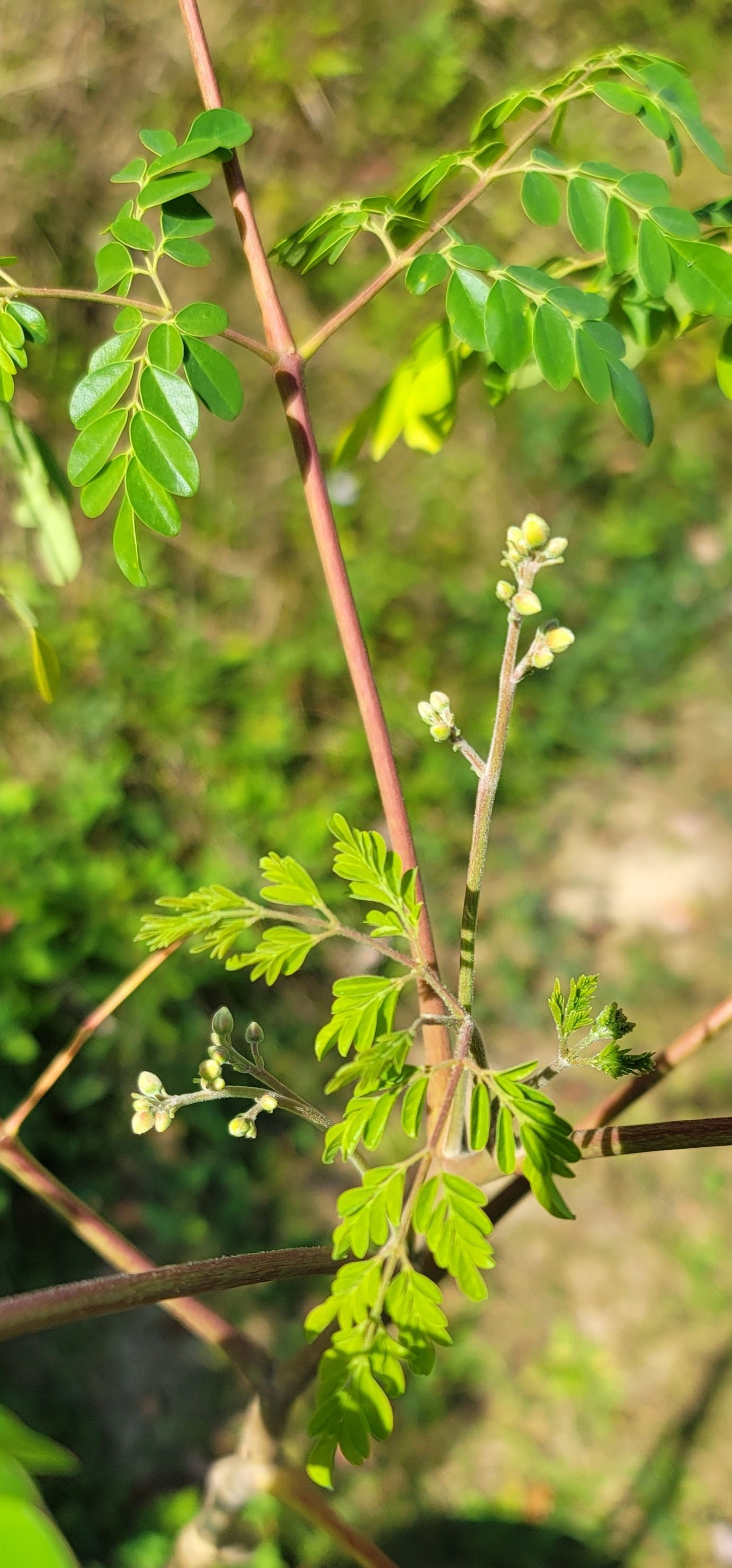 Dwarf Moringa Oleifera Tree Seedlings PKM-1 (2 Per Order)