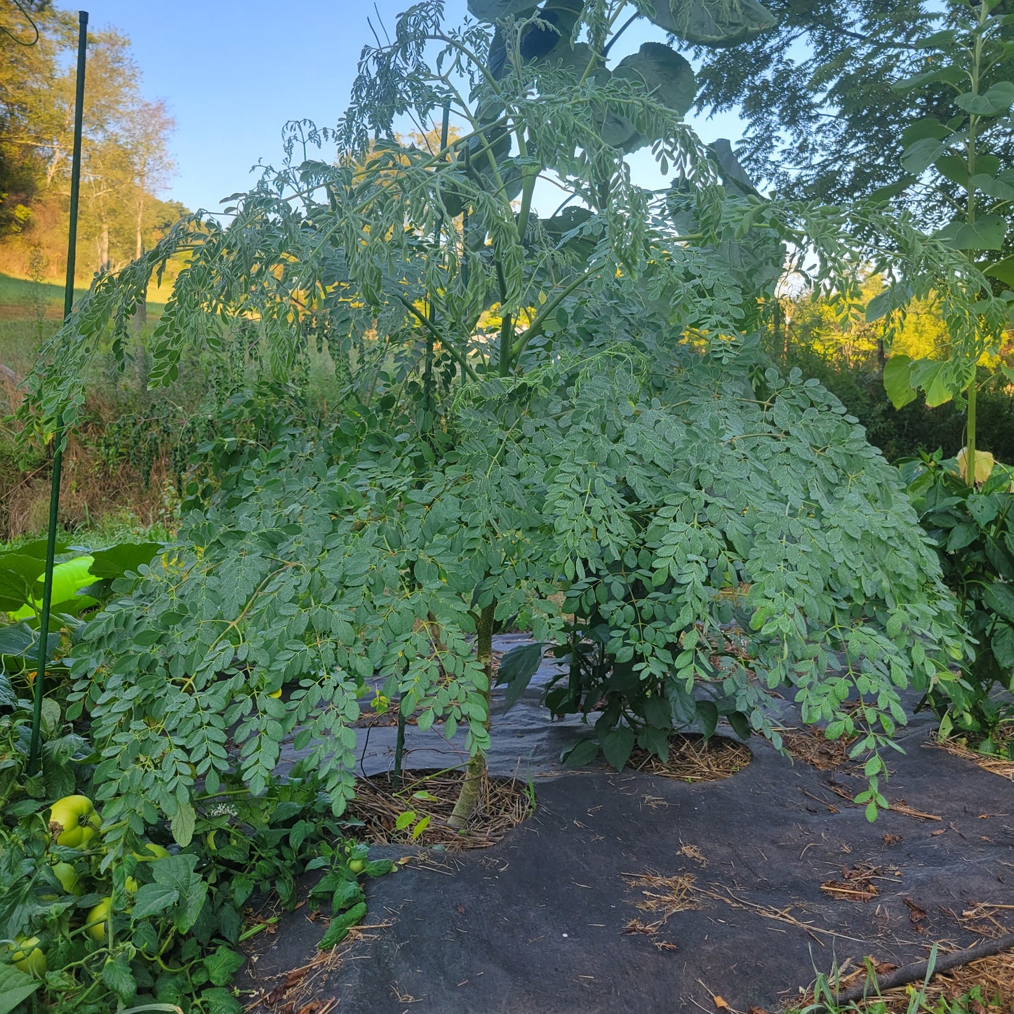 Dwarf Moringa Oleifera Tree Seedlings PKM-1 (2 Per Order)